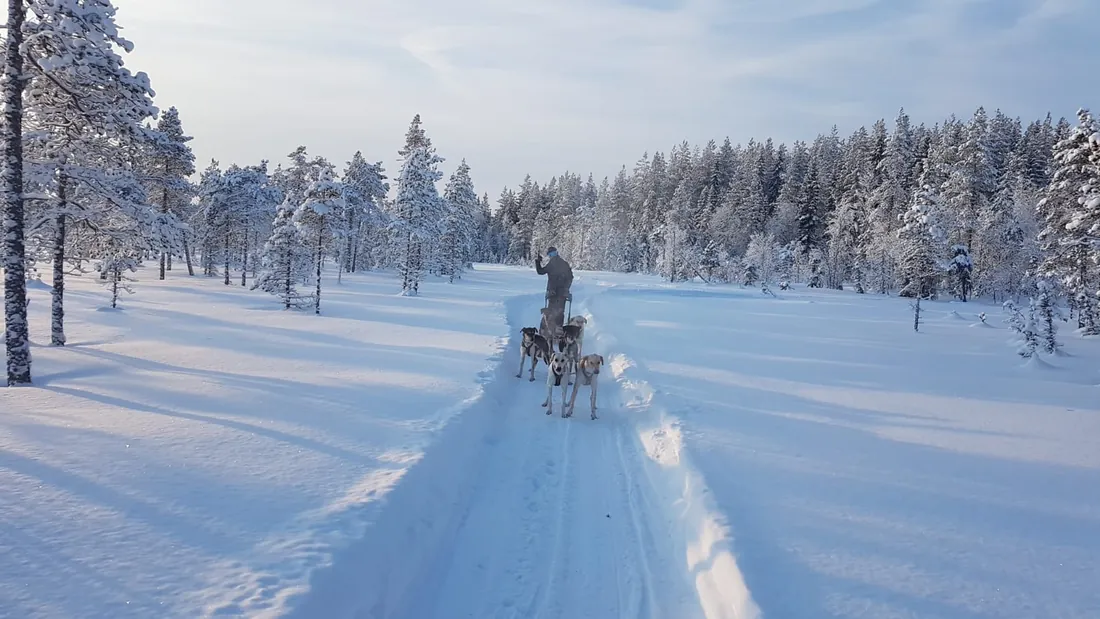 Les chiens de la meute, lancés sur la neige au cœur de la forêt