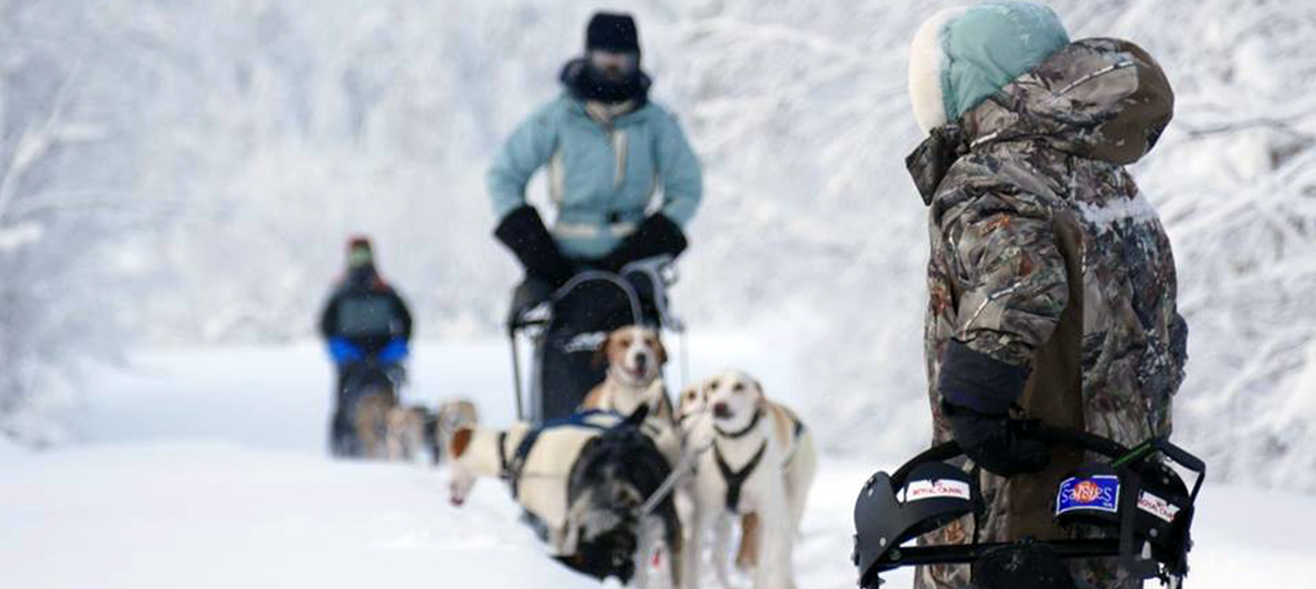 Le chien de traîneau est roi durant un séjour nature en Laponie !