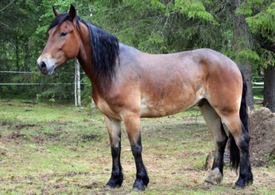 Cheval au pré dans notre camp à Älgbäck en Suède