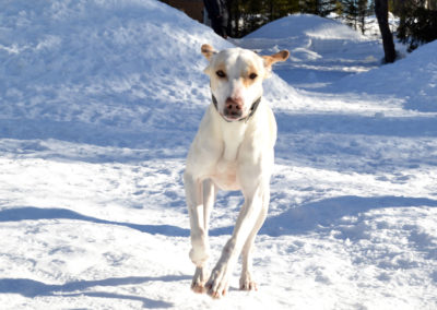 Un chien de traîneau en plein jeu chez nous à Älgbäck en Laponie