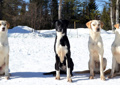 Les chiens de traîneau sont très attentifs et bien dressés