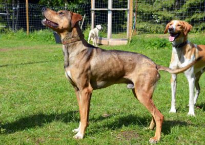 Futé et Ghost attendent qu'on leur lance le bâton !