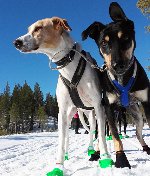Nos chiens, les fidèles compagnons d'un séjour chien de traîneau