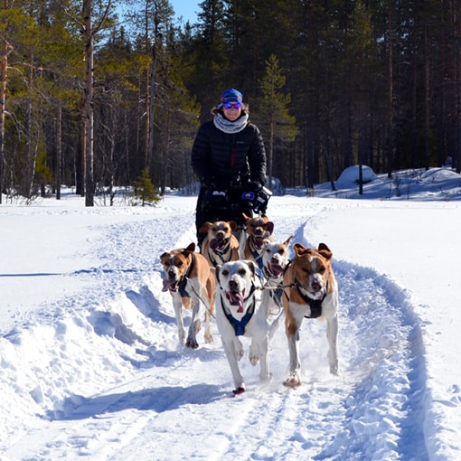 Aurélie Delattre, lancée à pleine vitesse lors d'un séjour chien de traîneau en Laponie