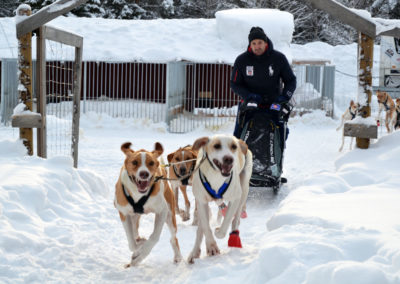 Conduite d'attelage avec 4 chiens de compétition