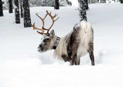 Un renne sur le chemin de la balade en traîneau à chiens du jour