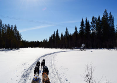 Les chiens de traîneau entraînés pour la compétition filent sur la piste lapone, dans la neige fraîche