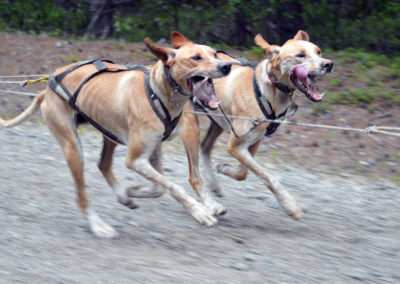 Nos chiens de traîneau à l'entraînement en été