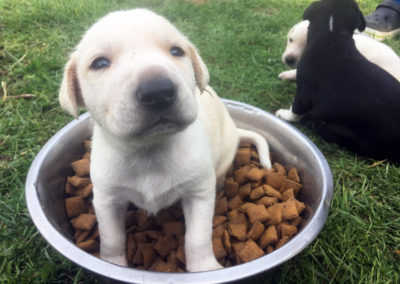 Un jeune chiot né en été 2017 chez nous en Laponie
